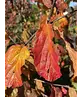 Eisenholzbaum mehrstämmig | Parrotia persica