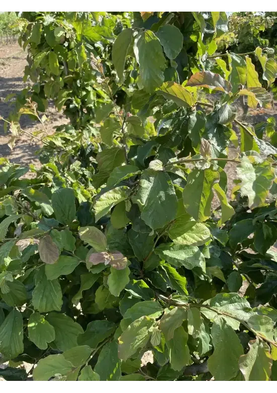 Eisenholzbaum mehrstämmig | Parrotia persica