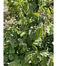 Eisenholzbaum mehrstämmig | Parrotia persica