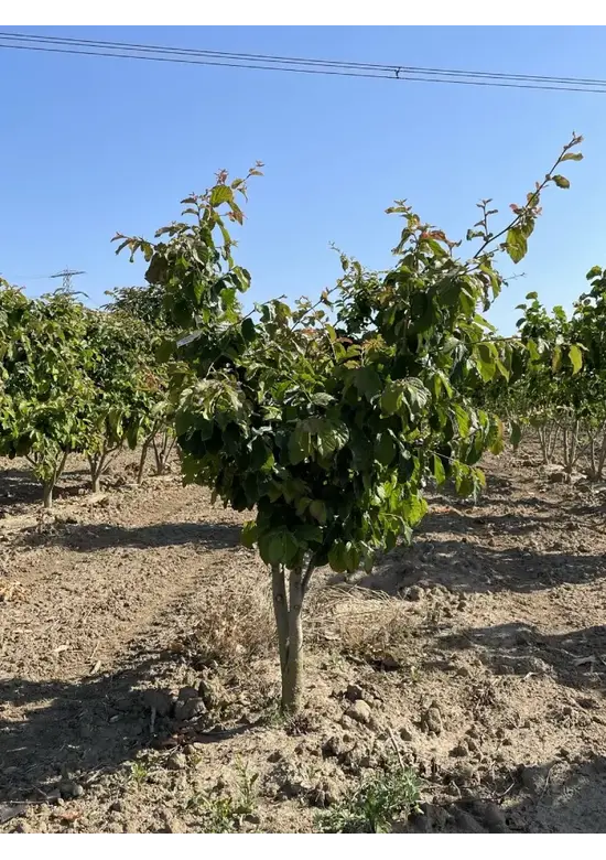 Eisenholzbaum mehrstämmig | Parrotia persica