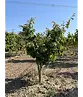 Eisenholzbaum mehrstämmig | Parrotia persica