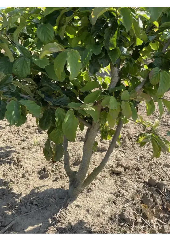 Eisenholzbaum mehrstämmig | Parrotia persica