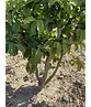 Eisenholzbaum mehrstämmig | Parrotia persica