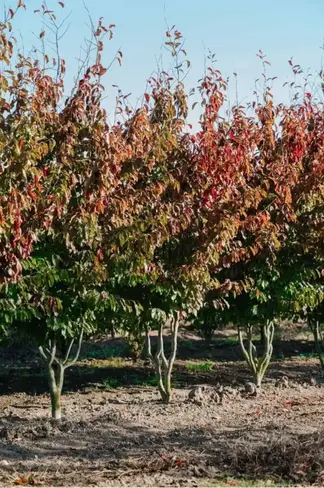 Eisenholzbaum mehrstämmig | Parrotia persica