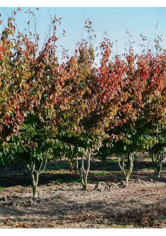 Eisenholzbaum mehrstämmig | Parrotia persica