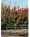 Eisenholzbaum mehrstämmig | Parrotia persica