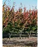 Eisenholzbaum mehrstämmig | Parrotia persica