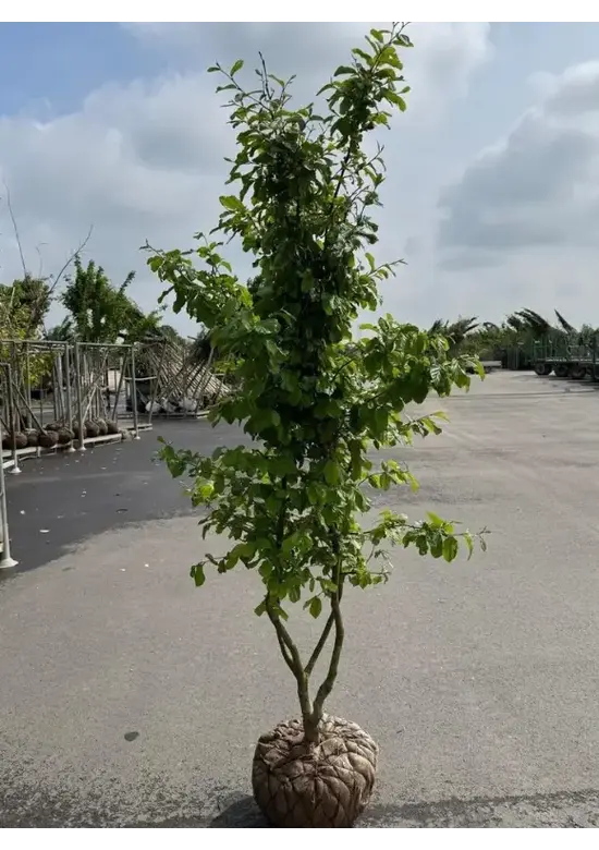 Eisenholzbaum 'Vanessa' mehrstämmig | Parrotia persica 'Vanessa'