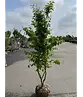 Eisenholzbaum 'Vanessa' mehrstämmig | Parrotia persica 'Vanessa'