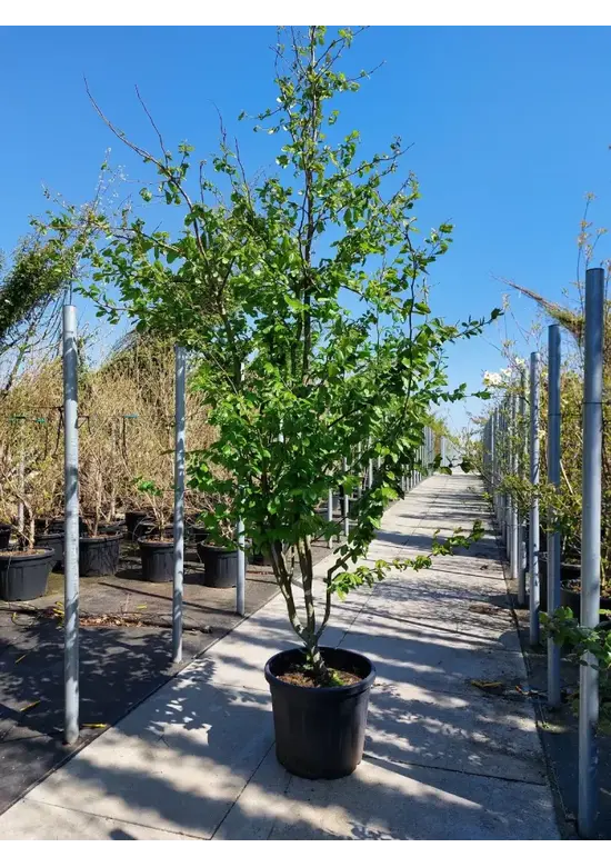 Eisenholzbaum 'Vanessa' mehrstämmig | Parrotia persica 'Vanessa'