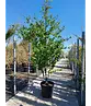 Eisenholzbaum 'Vanessa' mehrstämmig | Parrotia persica 'Vanessa'