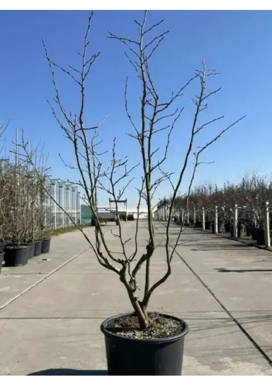 Eisenholzbaum 'Vanessa' mehrstämmig | Parrotia persica 'Vanessa'