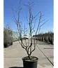 Eisenholzbaum 'Vanessa' mehrstämmig | Parrotia persica 'Vanessa'