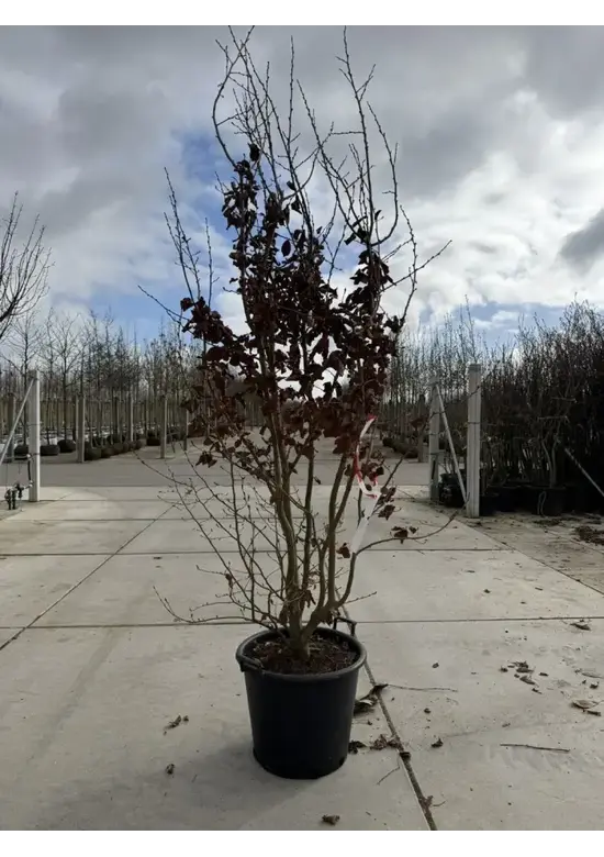 Eisenholzbaum 'Vanessa' mehrstämmig | Parrotia persica 'Vanessa'