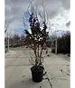 Eisenholzbaum 'Vanessa' mehrstämmig | Parrotia persica 'Vanessa'