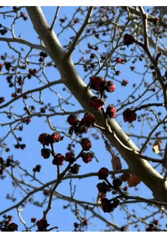 Eisenholzbaum 'Vanessa' mehrstämmig | Parrotia persica 'Vanessa'