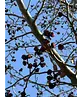 Eisenholzbaum 'Vanessa' mehrstämmig | Parrotia persica 'Vanessa'