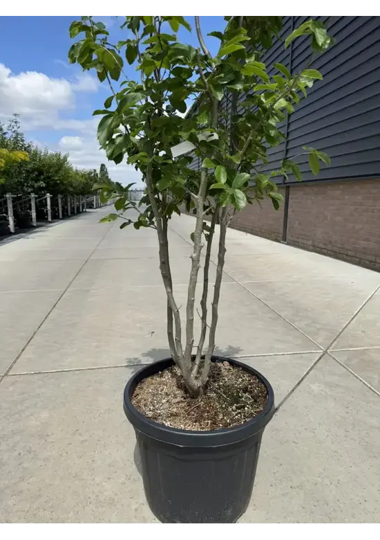 Eisenholzbaum 'Vanessa' mehrstämmig | Parrotia persica 'Vanessa'