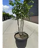 Eisenholzbaum 'Vanessa' mehrstämmig | Parrotia persica 'Vanessa'