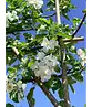 Apfel Spalierbaum 'Elstar' | Malus domestica 'Elstar'