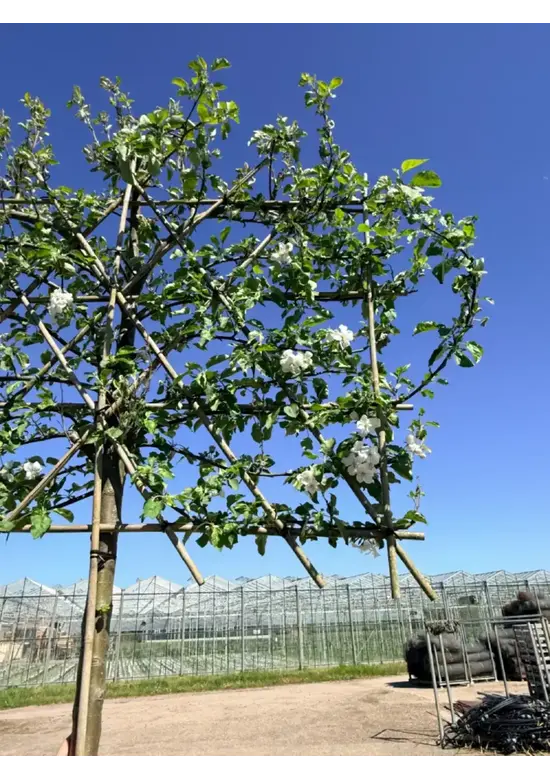 Apfel Spalierbaum 'Elstar' | Malus domestica 'Elstar'