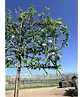 Apfel Spalierbaum 'Elstar' | Malus domestica 'Elstar'
