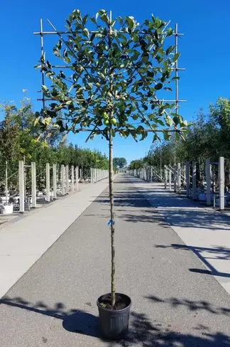 Apfel Spalierbaum 'Elstar' | Malus domestica 'Elstar'