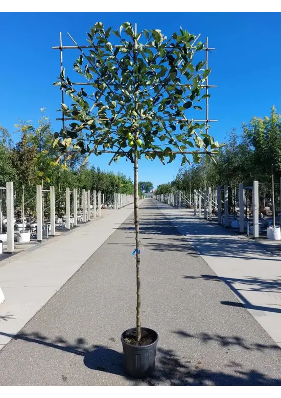 Apfel Spalierbaum 'Elstar' | Malus domestica 'Elstar'