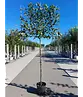 Apfel Spalierbaum 'Elstar' | Malus domestica 'Elstar'