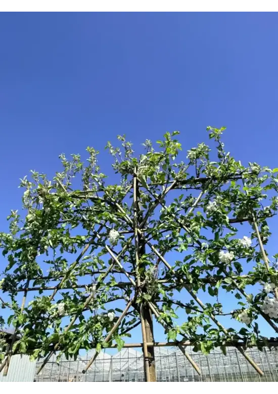 Apfel Spalierbaum 'Elstar' | Malus domestica 'Elstar'