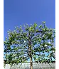 Apfel Spalierbaum 'Elstar' | Malus domestica 'Elstar'