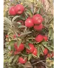Apfel Spalierbaum 'Elstar' | Malus domestica 'Elstar'
