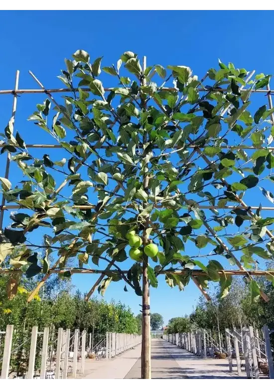 Apfel Spalierbaum 'Elstar' | Malus domestica 'Elstar'