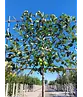 Apfel Spalierbaum 'Elstar' | Malus domestica 'Elstar'