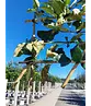 Apfel Spalierbaum 'Elstar' | Malus domestica 'Elstar'