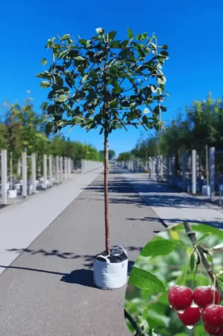 Süßkirsche 'Hedelfinger Riesenkirsche' Spalierbaum | Prunus 'Hedelfinger Riesenkirsche'