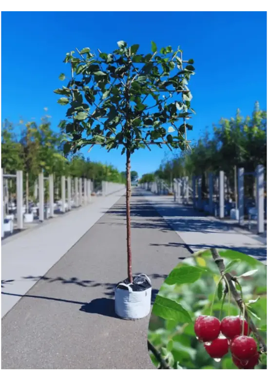 Süßkirsche 'Hedelfinger Riesenkirsche' Spalierbaum | Prunus 'Hedelfinger Riesenkirsche'