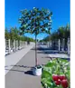 Süßkirsche 'Hedelfinger Riesenkirsche' Spalierbaum | Prunus 'Hedelfinger Riesenkirsche'