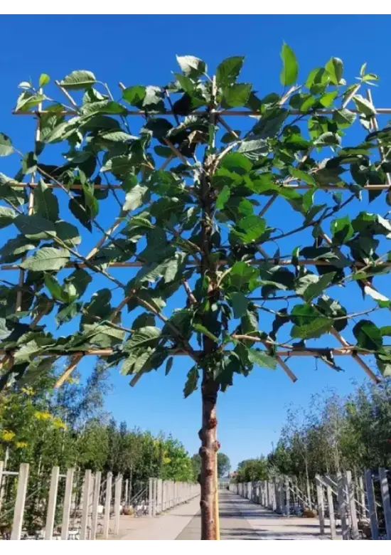 Süßkirsche 'Hedelfinger Riesenkirsche' Spalierbaum | Prunus 'Hedelfinger Riesenkirsche'
