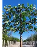 Süßkirsche 'Hedelfinger Riesenkirsche' Spalierbaum | Prunus 'Hedelfinger Riesenkirsche'