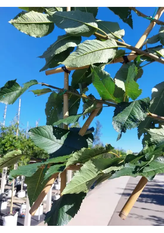 Süßkirsche 'Hedelfinger Riesenkirsche' Spalierbaum | Prunus 'Hedelfinger Riesenkirsche'