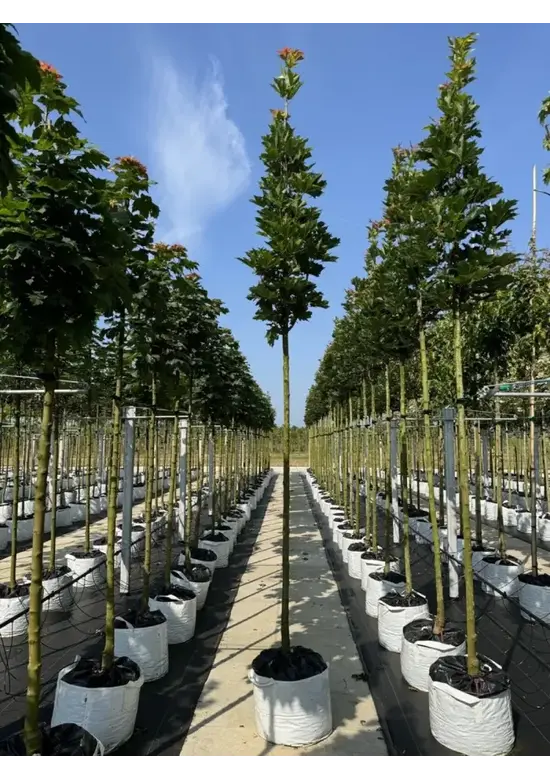 Mauritz-Spitzahorn 'Mauritz Upright' Hochstamm® | Acer platanoides 'Mauritz Upright'®