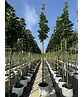 Mauritz-Spitzahorn 'Mauritz Upright' Hochstamm® | Acer platanoides 'Mauritz Upright'®