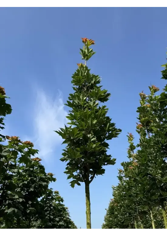 Mauritz-Spitzahorn 'Mauritz Upright' Hochstamm® | Acer platanoides 'Mauritz Upright'®