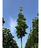 Mauritz-Spitzahorn 'Mauritz Upright' Hochstamm® | Acer platanoides 'Mauritz Upright'®