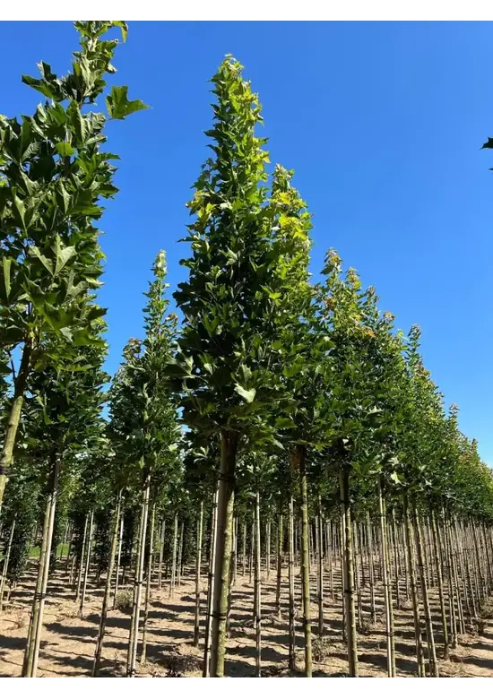 Mauritz-Spitzahorn 'Mauritz Upright' Hochstamm® | Acer platanoides 'Mauritz Upright'®