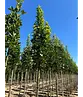 Mauritz-Spitzahorn 'Mauritz Upright' Hochstamm® | Acer platanoides 'Mauritz Upright'®