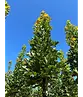 Mauritz-Spitzahorn 'Mauritz Upright' Hochstamm® | Acer platanoides 'Mauritz Upright'®
