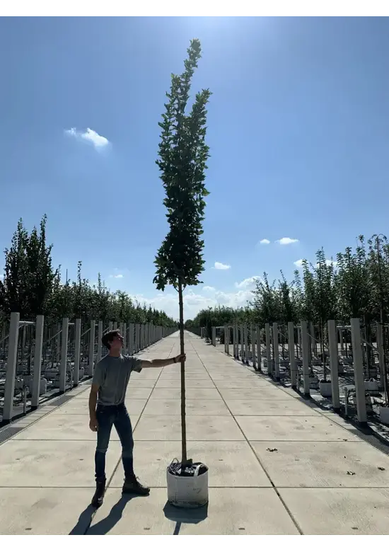 Mauritz-Spitzahorn 'Mauritz Upright' Hochstamm® | Acer platanoides 'Mauritz Upright'®
