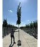 Mauritz-Spitzahorn 'Mauritz Upright' Hochstamm® | Acer platanoides 'Mauritz Upright'®
